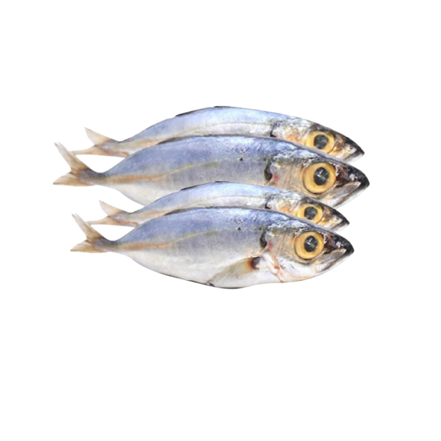 Big Eye Scad 20/2lbs - 40lbs