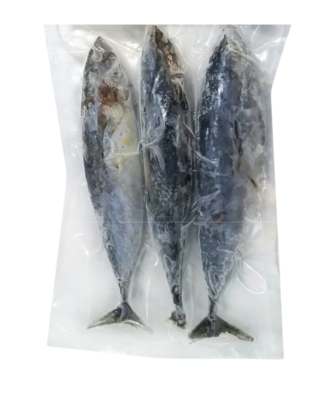 Baby Bonito (Tulingan) 150/250g - 40lbs