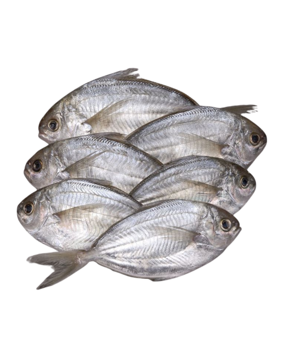 Butterfish -Big 40lbs