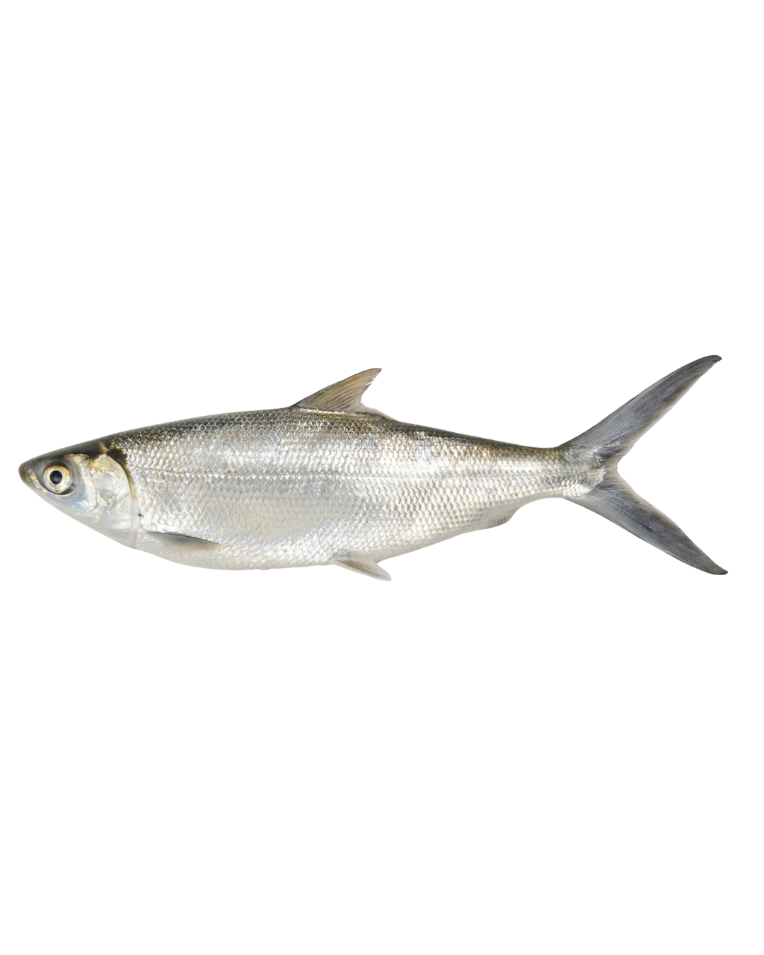 Frozen Whole Milkfish Whole -800 UP - 40lbs