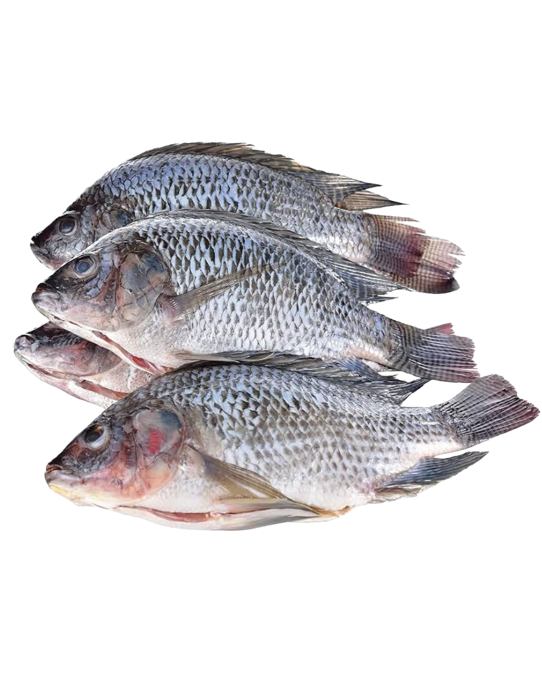 Mojarra Tilapia (Clean & Gutted)-550/750 - 40lbs