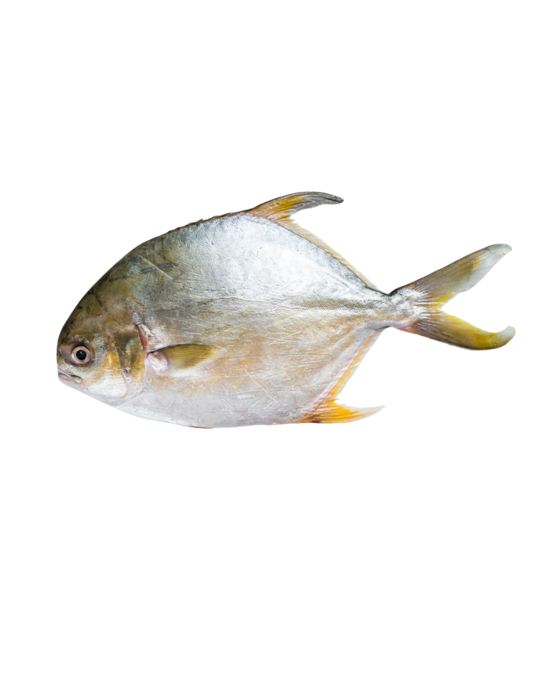 Golden Pompano 800UP | 40lbs