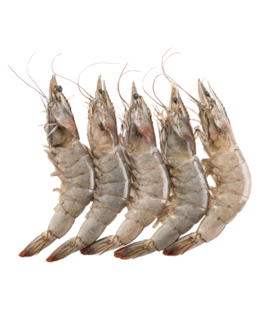 Shrimp Head-On 20/30 - 40lbs