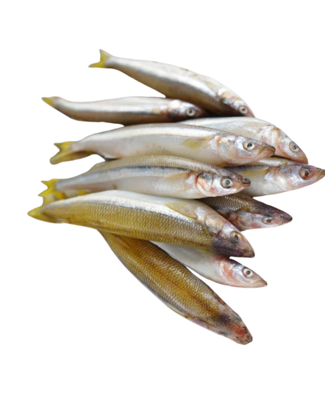 Frozen Smelt (Bulk Size)3-5 - 11lbs