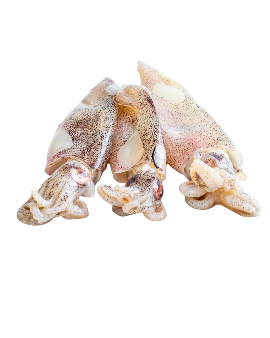 Squid Jumbo - 36lbs