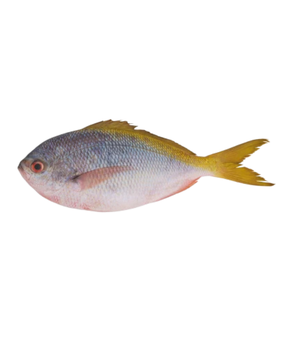Yellowtail Fusilier-300/500 - 40lbs