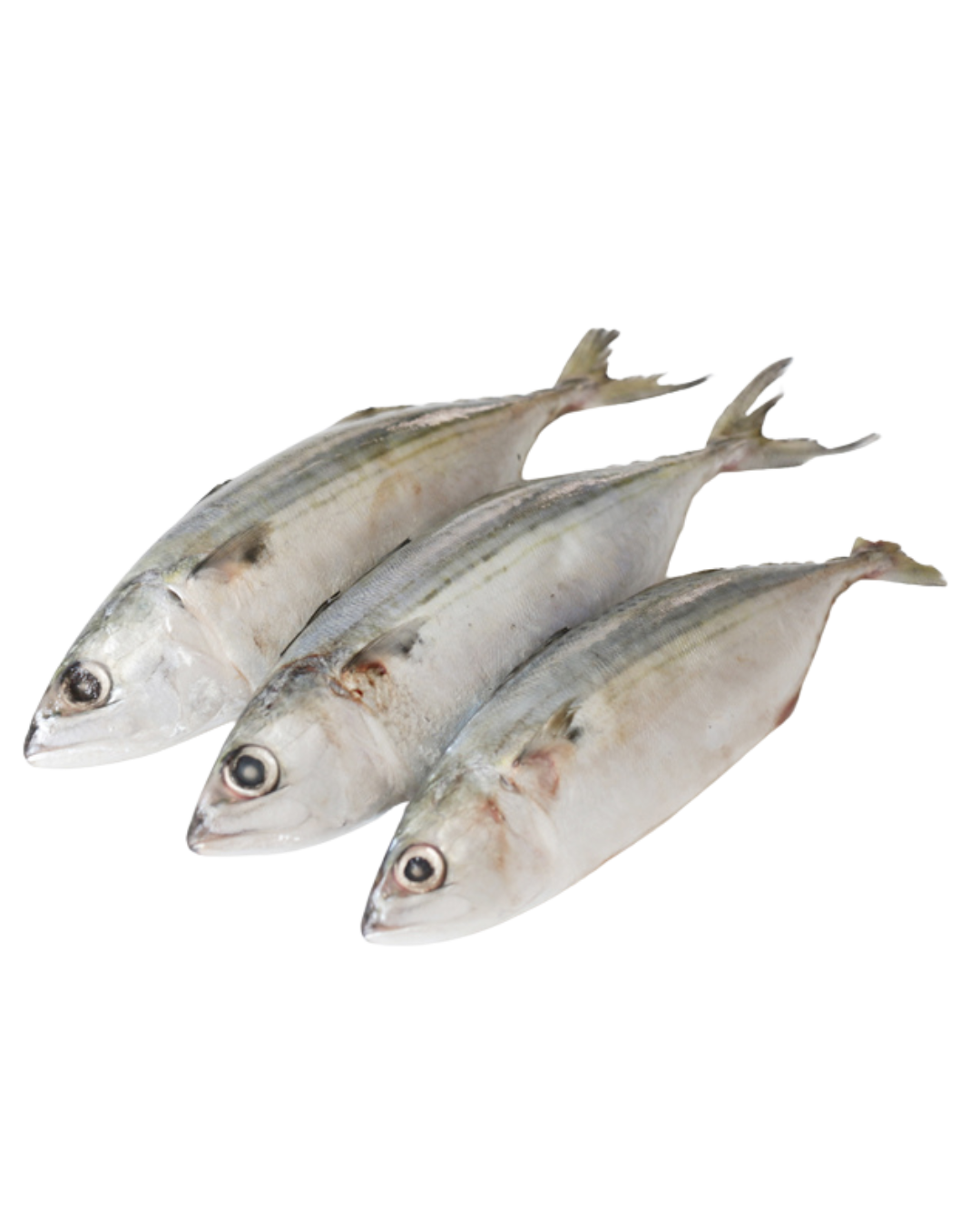 Indian Mackerel 5/8 - 10kg