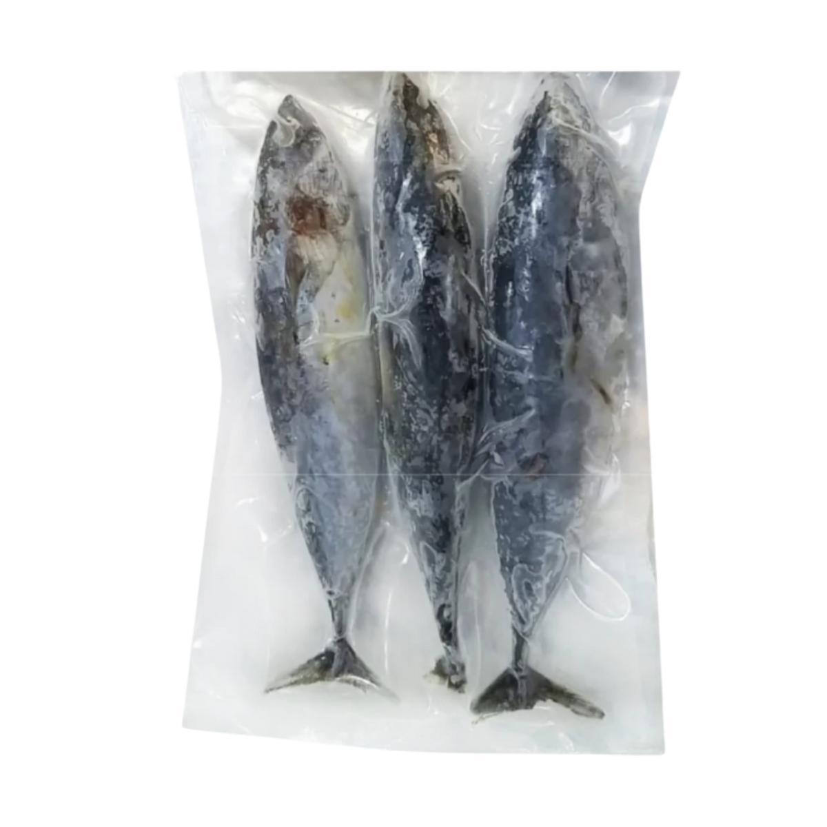 Baby Bonito Tulingan - 150/250g - 22lbs
