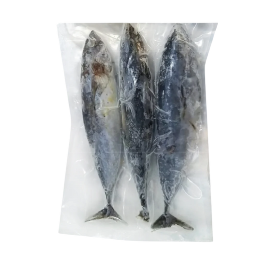 Baby Bonito Tulingan - 200/300 - (11/2lbs) 22lbs