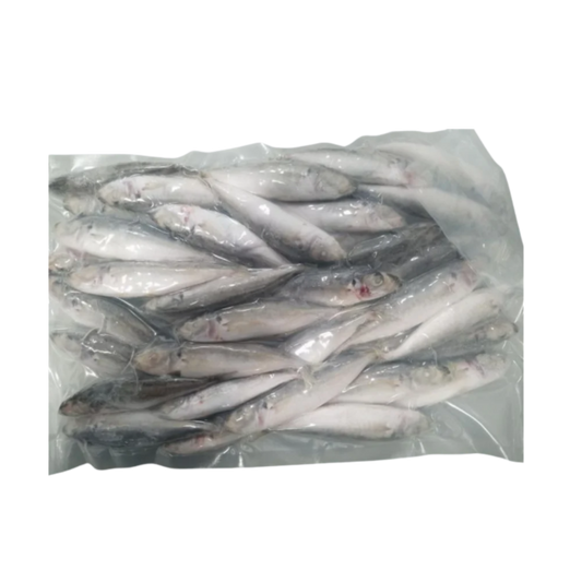 Baby Round Scad (Layang) - 20/2lbs - 40lbs