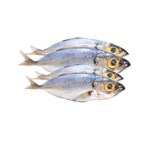 Big Eye Scad 20/2lbs - 40lbs