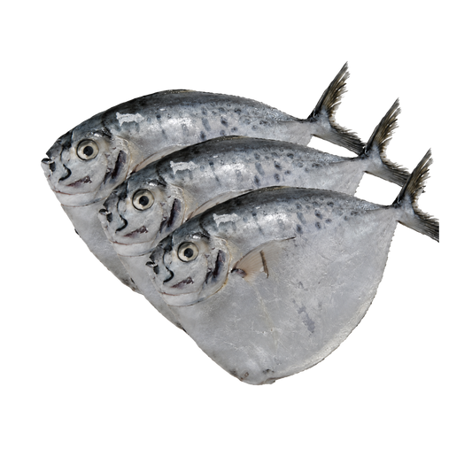 Moonfish - 15/2lbs - 30lbs
