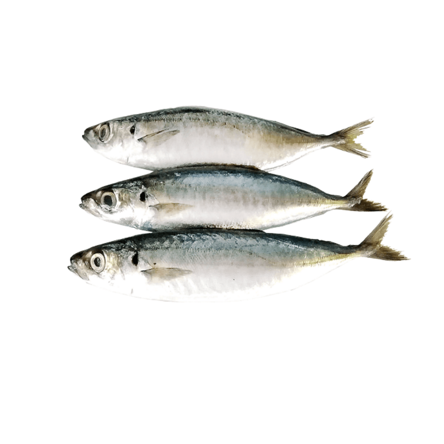 Scad (Layang) 15/2lbs - 30lbs