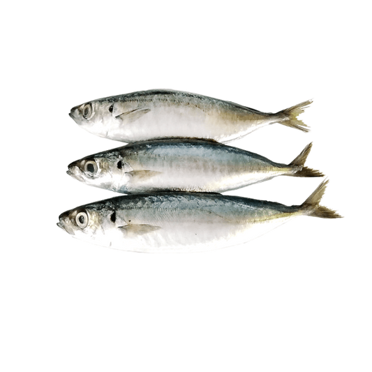 Scad (Layang) 15/2lbs - 30lbs