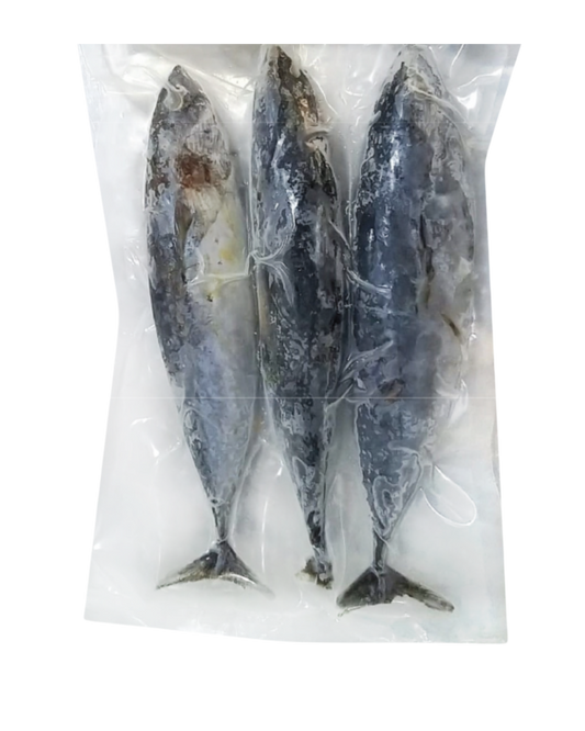 Baby Bonito (Tulingan)  150/250g - 40lbs