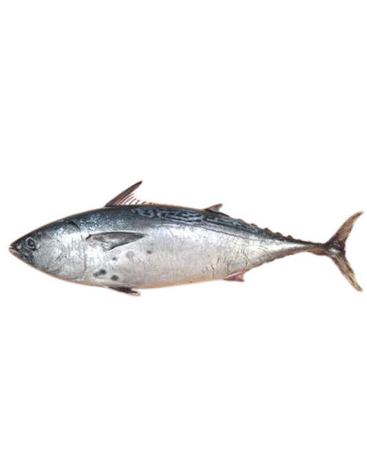 Whole Bonito (Tulingan)  100/200g - 40lbs