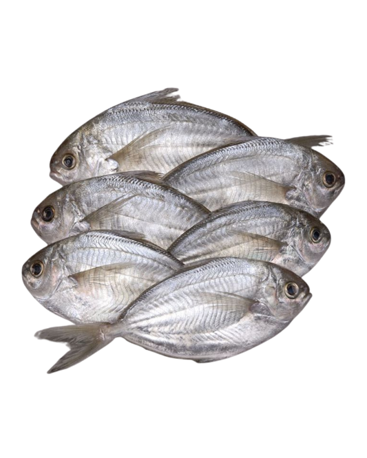Butterfish -Big  40lbs