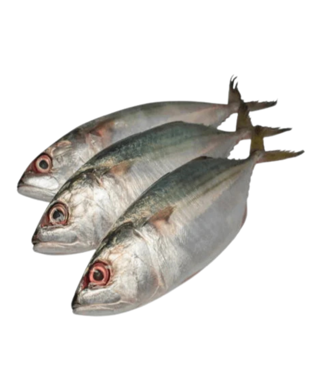 Indian Mackerel  20/2lbs - 40lbs