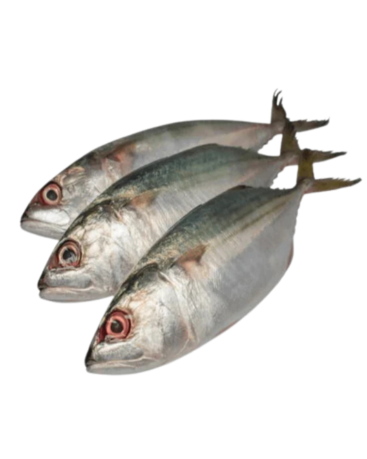 Indian Mackerel  20/2lbs - 40lbs