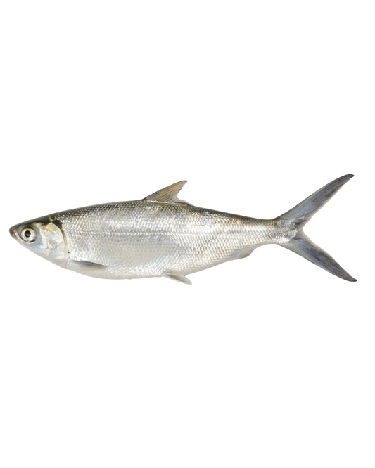 Frozen Whole Milkfish  Whole -800 UP - 40lbs