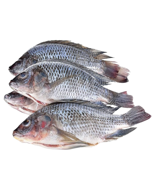 Mojarra Tilapia - 600/800 - 40lbs