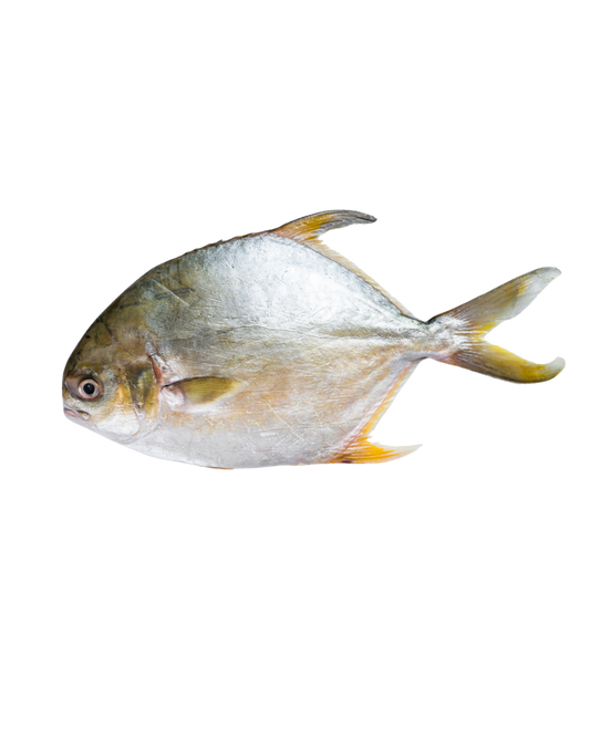 Golden Pompano 400/600g | 40lbs