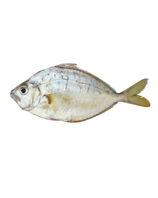 Pony Fish (Sapsap) 300UP - 40lbs