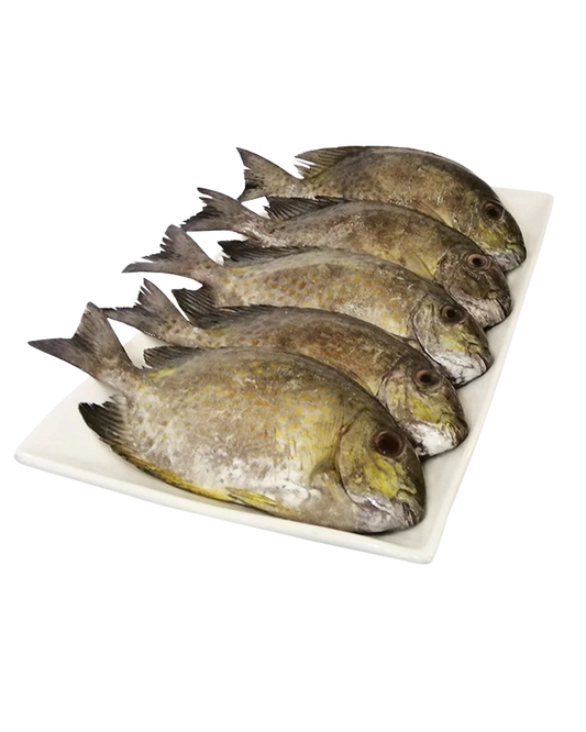 Rabbit Fish (Samaral) 400/600g - 22lbs