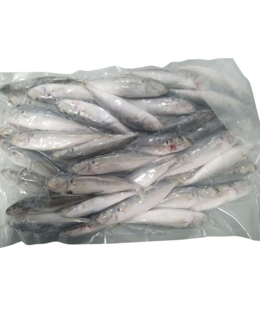 Baby Round Scad  20/2lbs (Size 50/70)  - 40lbs