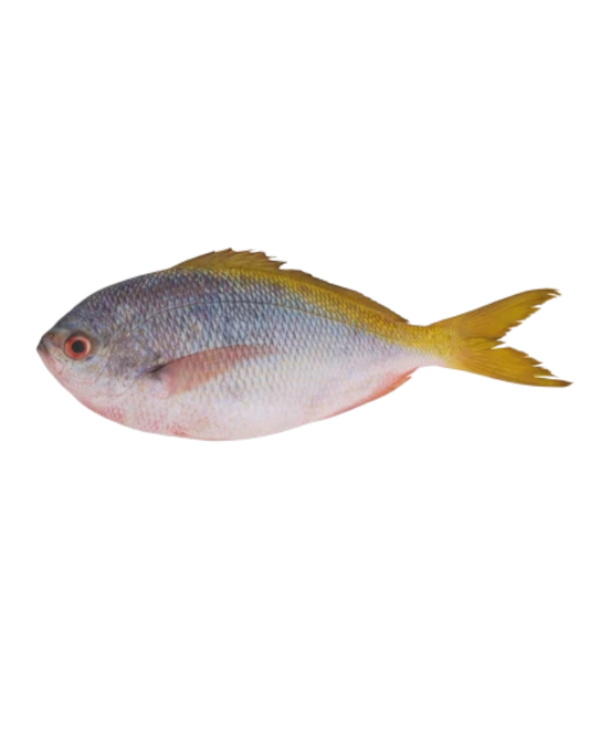 Yellowtail Fusilier-300/500 - 40lbs