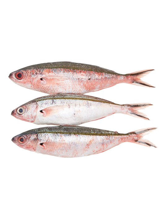 Red Tail Fusilier (Dalagang Bukid) 300/500 - 30lbs