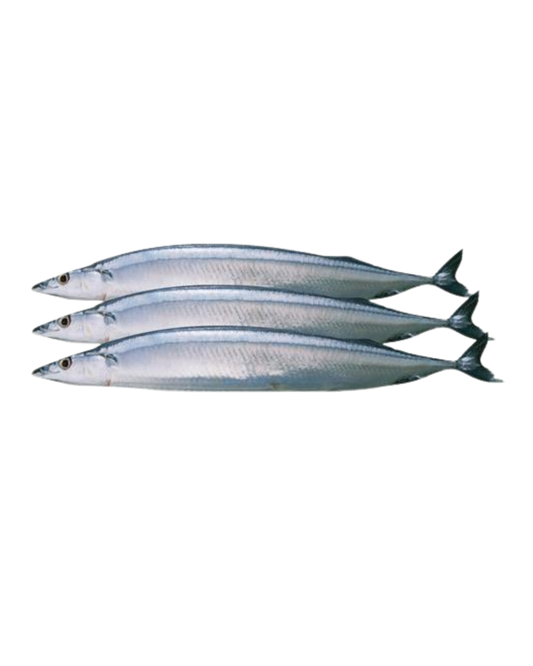 Mackerel Pike  - 10kg